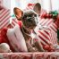 Weihnachten Tierarztpraxis Burekovic