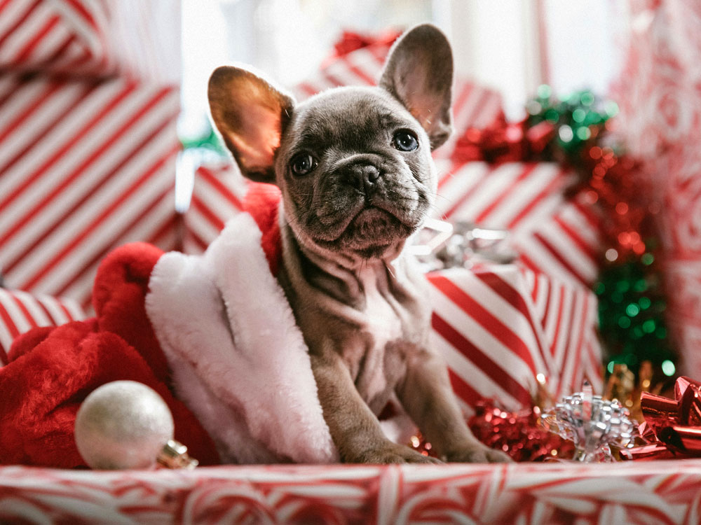 Weihnachten Tierarztpraxis Burekovic